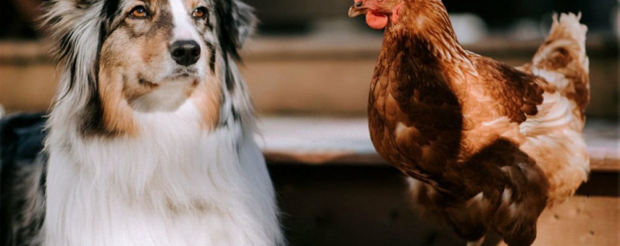 The Benefits of Using Pure Whole Egg Powder in Pet Food
